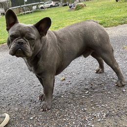 Louie - French Bulldog