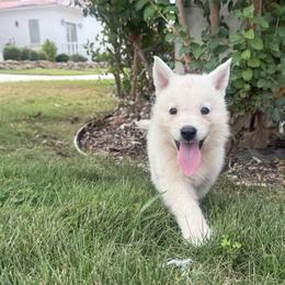 Prince - White male Berger Blanc Suisse puppy in Bexar County, Texas from Scenic Creek German Shepherds and White Swiss Shepherds
