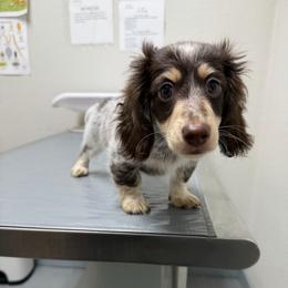 Stuffy - Piebald male Dachshund puppy in Irving, Texas from DFW Dachshunds by G & S