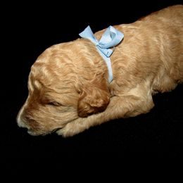 Goldendoodle and Poodle Puppies from David & Patricia Elliott