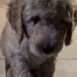 Goldendoodle Puppies from Luna Goldendoodles
