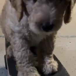 Goldendoodle Puppies from Luna Goldendoodles