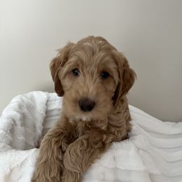 Girl 1 - Gold Australian Cobberdog puppy in Grand Rapids, Michigan from Joreese Australian Cobberdogs