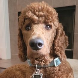 Poodles from Lake Houston Red Standard Poodles