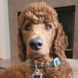 Poodles from Lake Houston Red Standard Poodles