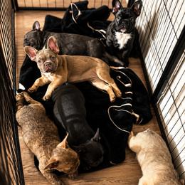 French Bulldog Puppies from Roberto Amador