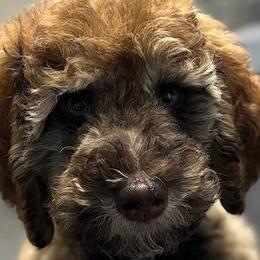 Boy 2 - Goldendoodle puppy from Sandy’s Goldendoodles