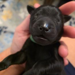 Orko - Black male Labrador Retriever puppy in Bartlett, Tennessee from Red Hearts Labradors