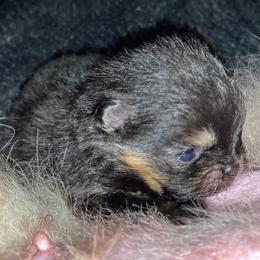 Pomeranian Puppies from Uniquepombabies