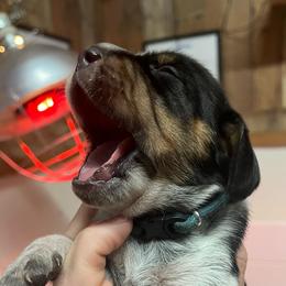 Lady - Black tan and bluetick female Beagle puppy in Jasper, Texas from Beech Grove Beagles