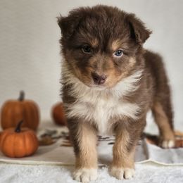Wren - Red tri-color female Australian Shepherd puppy in Mountain Grove, Missouri from K Bar H Farms