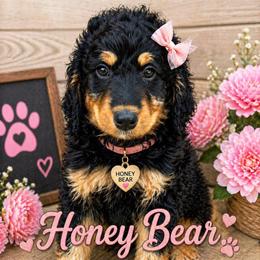 Honey Bear - Phantom female Bernedoodle puppy in Mint Hill, North Carolina from Ball-Y-Hoo Bernedoodles