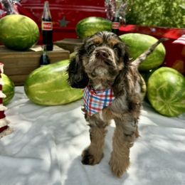 Pixie - Brown roan and tan female Cocker Spaniel puppy in Conroe, Texas from Cavi Cutie Collective
