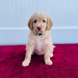 Snoop - Apricot female Labradoodle puppy in Elizabeth City, North Carolina from Howdy Doodles