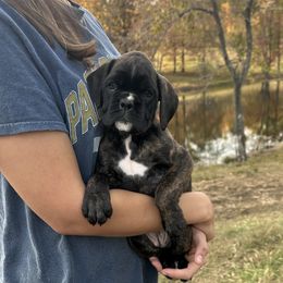 Layla - Brindle female Boxer puppy in Daviess County, Kentucky from Blissful Euro Boxers & French Bull Dogs