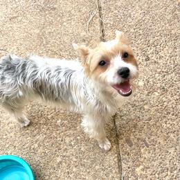 Stella - Yorkshire Terrier