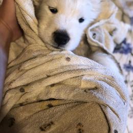 Samoyed Puppies from Morning Star Samoyeds