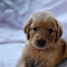 Bernedoodle and Golden Retriever Puppies from Golden Light Puppies