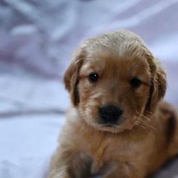 Bernedoodle and Golden Retriever Puppies from Golden Light Puppies