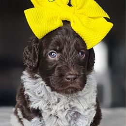 Emmy Lou - Chocolate female Australian Labradoodle puppy in Glenford, Ohio from Mi-De Doodles