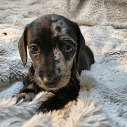 Elvira 2600 - Dapple female Dachshund puppy in Lady Lake, Florida from Sausage Squad Kennels