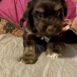 Havanese Puppies from Rose Hill Havanese