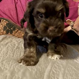 Havanese Puppies from Rose Hill Havanese