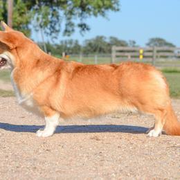 Cheyenne - Red female Pembroke Welsh Corgi puppy in Edna, Texas from MG Corgis