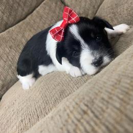 Luna Grey - Parti female Miniature Schnauzer puppy in Plaucheville, Louisiana from Honey Doux Southern Paws
