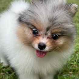 Storie - Blue merle female Pomeranian puppy in Newark, Ohio from Keeperofstars Pomeranians