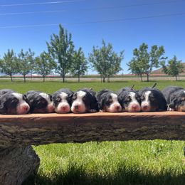 Bernedoodle and Bernese Mountain Dog Puppies from Bernese By Barzees