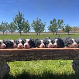 Bernedoodle and Bernese Mountain Dog Puppies from Bernese By Barzees