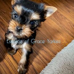 Yorkshire Terrier Puppies from Essence of Grace Yorkies