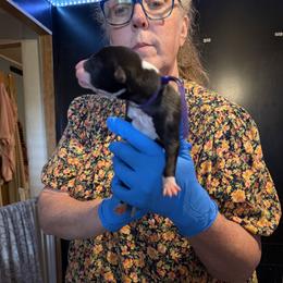 Purple Collar - Black and white male Greyhound puppy in Mesa, Arizona from ARK Greyhound Kennel LLC