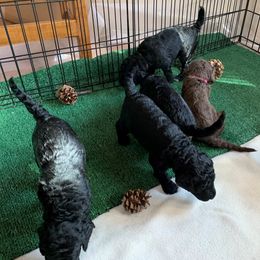 Goldendoodle Puppies from Phoenix Goldendoodles