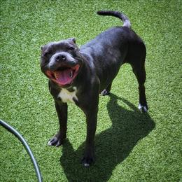 Encore - Blue and white female Staffordshire Bull Terrier puppy in Dallas, Texas from Wild Blue Staffords
