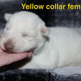 Yellow female - White female German Shepherd puppy in Ann Arbor, Michigan from Von Der Havier German Shepherds