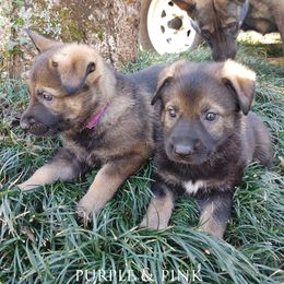 German Shepherd Puppies from Reddington Shepherds