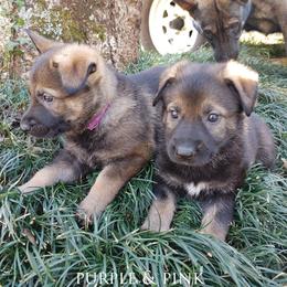 German Shepherd Puppies from Reddington Shepherds