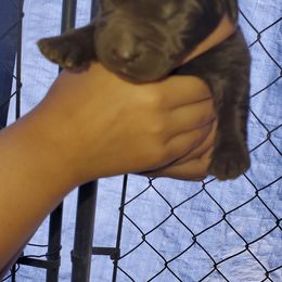 Labrador Retriever Puppies from Winchester Kennels