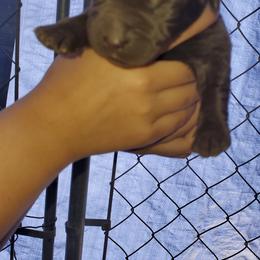 Labrador Retriever Puppies from Winchester Kennels