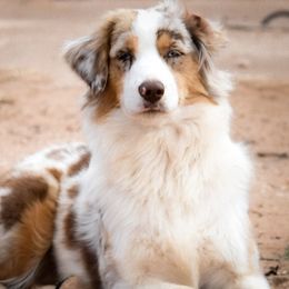 Stella - Miniature American Shepherd