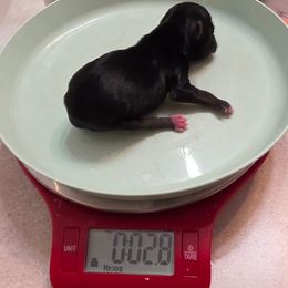 KB Black - Parti male Yorkshire Terrier puppy in Lakeland, Florida from You Me & The Yorkies