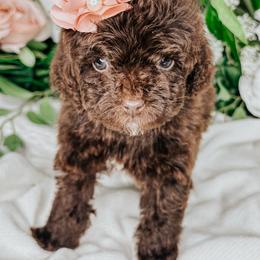 Scarlet - Brown and white female Cockapoo puppy in Otisville, Michigan from Danie’s Darling Doodles LLC