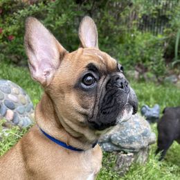 French Bulldogs from Tirojuno French Bulldogs