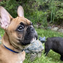 French Bulldogs from Tirojuno French Bulldogs