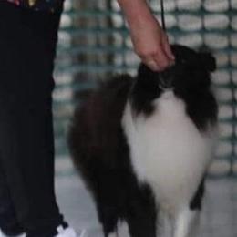 Tux - Shetland Sheepdog