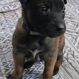 Echo's Azure - Mahogany female Belgian Malinois puppy in Berry, Alabama from North River k9