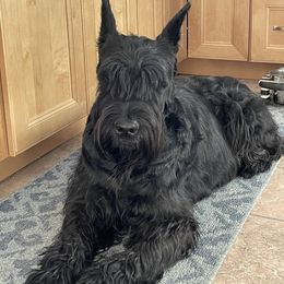 Giant Schnauzer All Grown Up from Hearthmore Giant Schnauzers