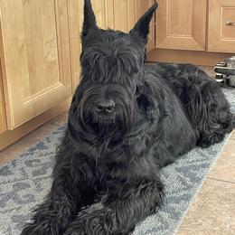 Giant Schnauzer All Grown Up from Hearthmore Giant Schnauzers
